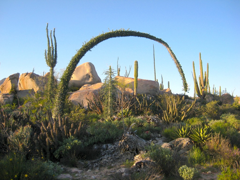 The Sonoran Desert of Baja California.