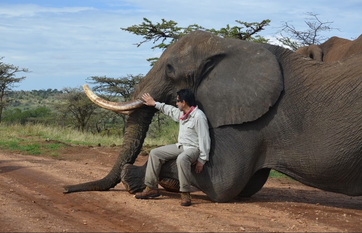 Rodolfo Dirzo with an elephant, one of the species of large herbivore experimentally removed from the study plots in Kenya.