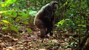 Male chimpanzee (Pan troglodytes) in the Dja Biosphere Reserve, Cameroon