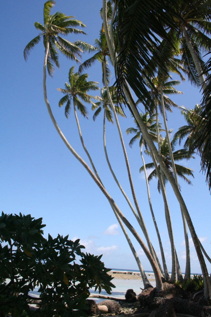Ecological consequences of rat eradication on the Palmyra Atoll ...