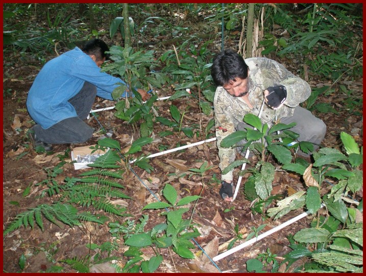Rodolfo and field assistant measure plant characteristics in a control plot.