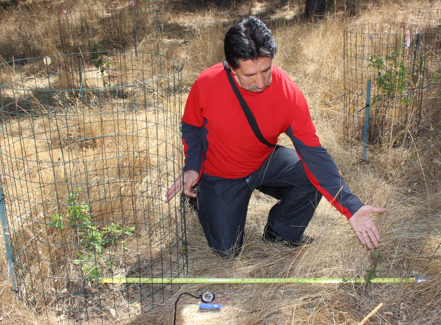 Rodolfo demonstrates the difference in the intensity of herbivore damage between caged oak saplings (left), which are protected from large herbivores such as deer, and uncaged saplings (right).