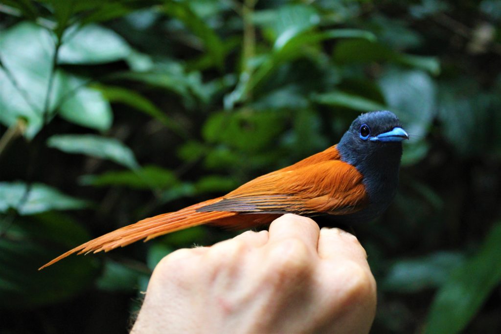 The indirect effects of bushmeat hunting on birds in Central Africa ...