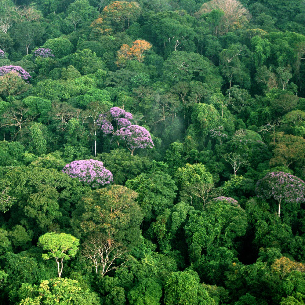 Panama forest